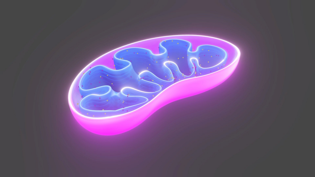 Mitochondrie a imunita: proč jsou důležité vitaminy skupiny B a Q10